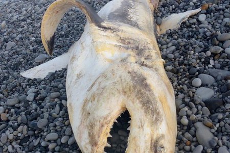 Gansbaai Grootwithaai gedissekteer 2